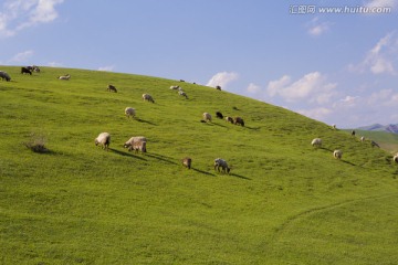 草原 羊群