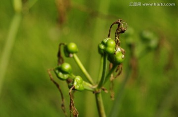 彼岸花的果实