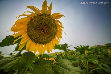 葵花向阳