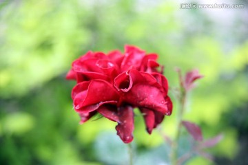 一朵玫红月季花
