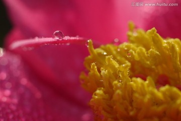 芍药花高清特写