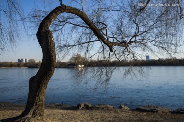 河边的树