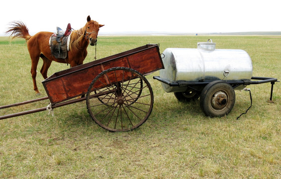 草原上的马和车