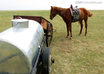 春季草原上的马和车