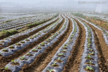 烤烟种植