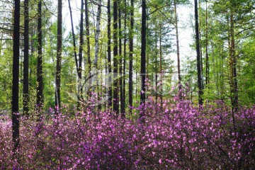 杜鹃花盛开的松林风景