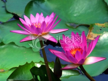 莲花