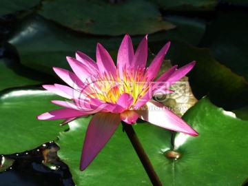莲花