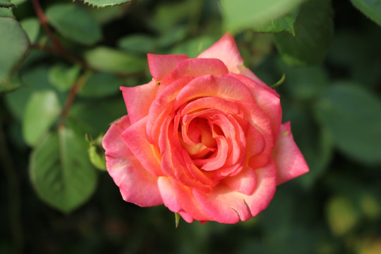 粉色月季 玫瑰