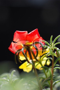 太阳花