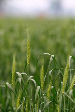 小麦麦穗