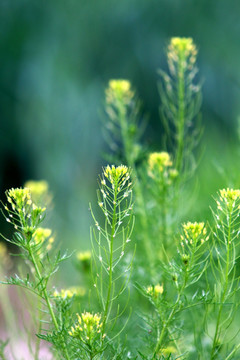 田间野花
