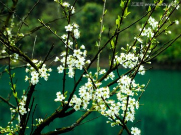 小东江春色