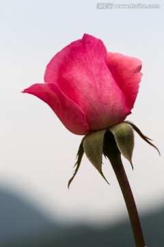 月季花