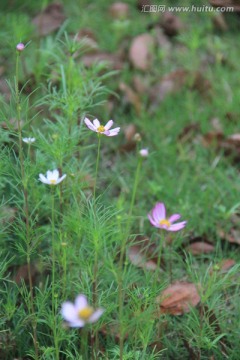 格桑花