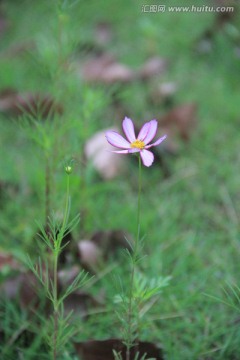 格桑花