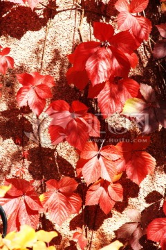 红叶 秋天 树叶