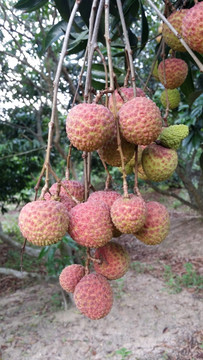 荔枝