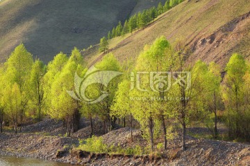 柳林风景