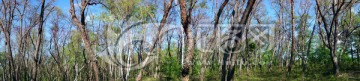 黑桦林风景