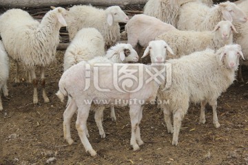 农村圈养羊