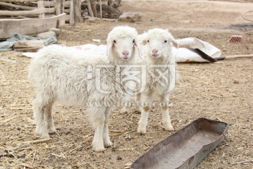 农村圈养羊
