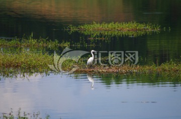 湿地 自然 风景 生态 湖泊