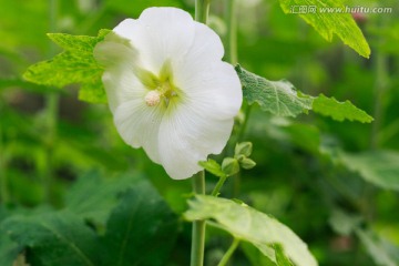 白色蜀葵