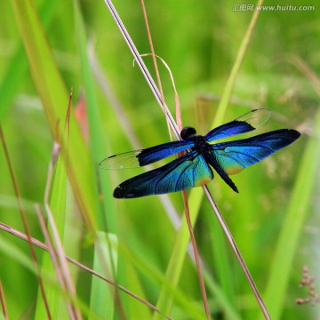 蓝色蜻蜒 昆虫