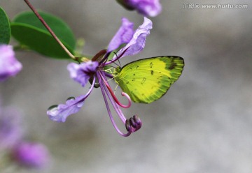 檗黄粉蝶 蝴蝶