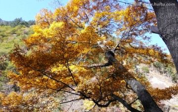 四川黑水达古冰川秋树