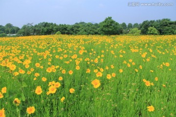 大片大花金鸡菊花海