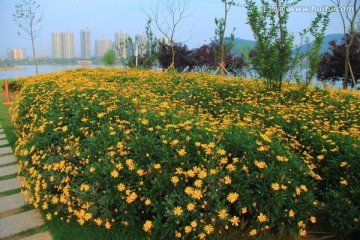 长沙西湖公园黄色格桑花花海