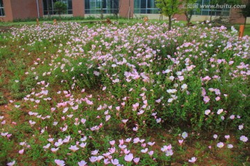 长沙西湖公园美丽月见草花海