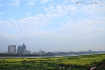 长沙湘江风光带油菜花