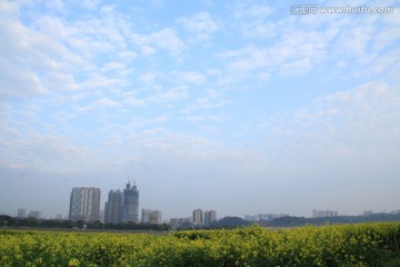 长沙湘江风光带油菜花