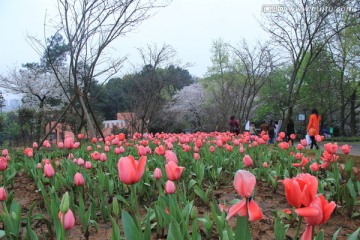 湖南省植物园樱花节樱花郁金香