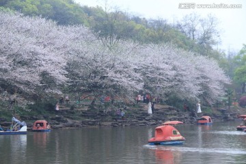 湖南省植物园樱花节樱花湖
