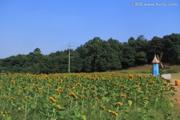 湖南省植物园向日葵花大风车