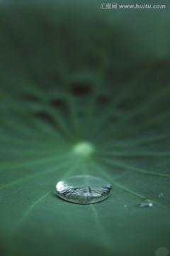 花草植物