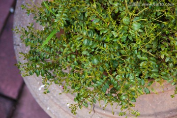 花坛绿色植物