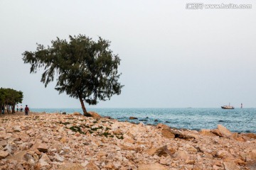 海边小树