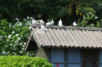 扬州瘦西湖琼花与鸽子