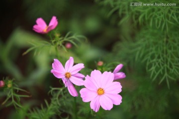 格桑花 植物花草