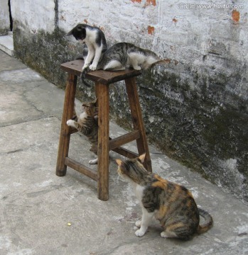 猫