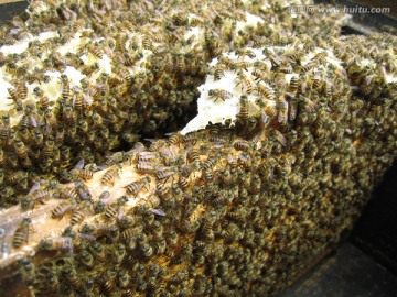 蜜蜂窝