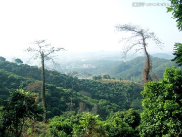 松树