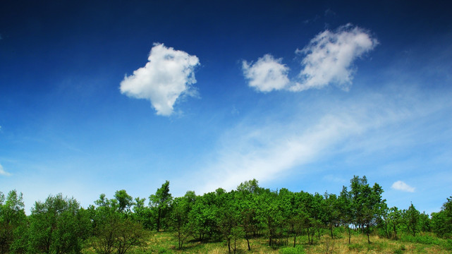 蓝天白云下的柞树林