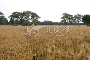 小麦成熟