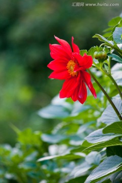 大丽菊 大丽花